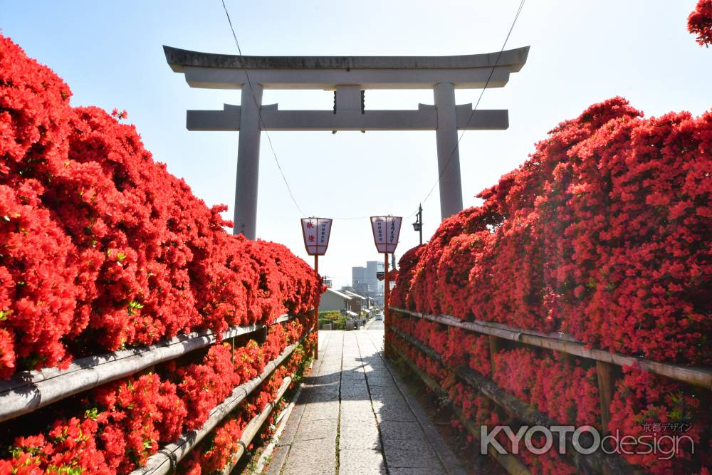 長岡天満宮の鳥居とツツジ