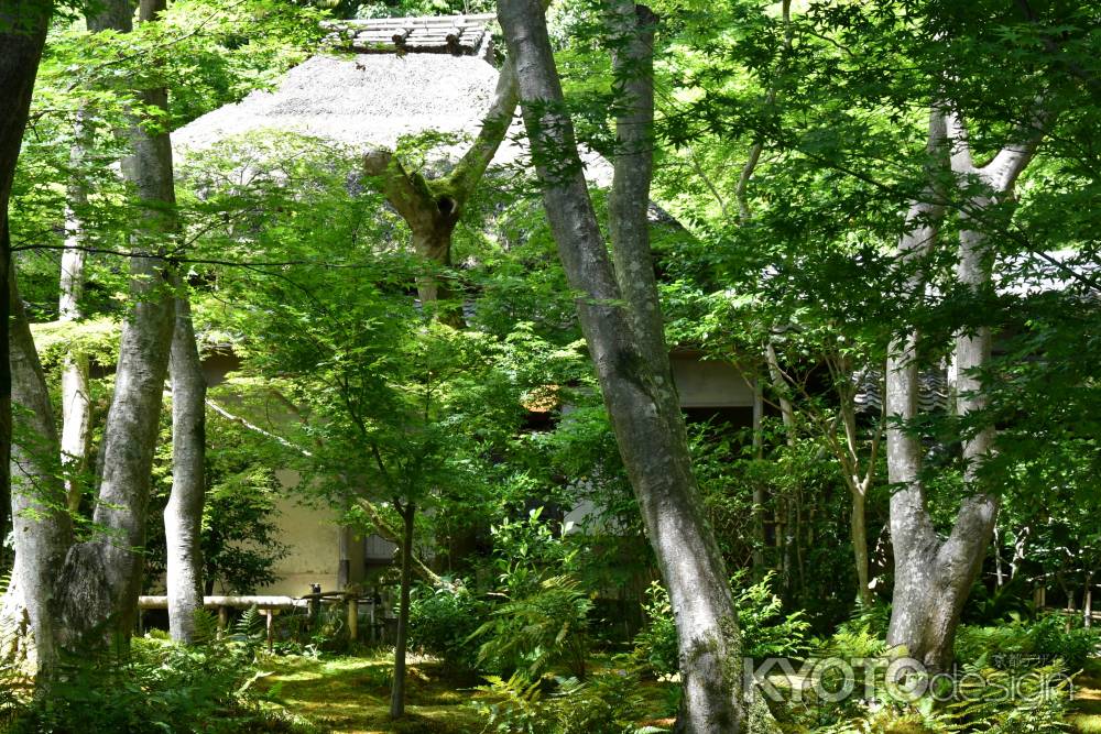 新緑の祇王寺