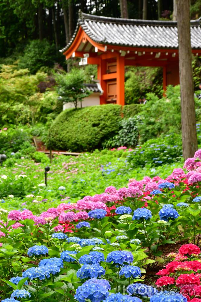 三室戸寺のあじさい1