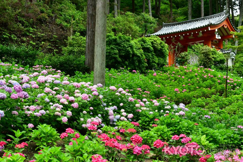 三室戸寺の紫陽花苑