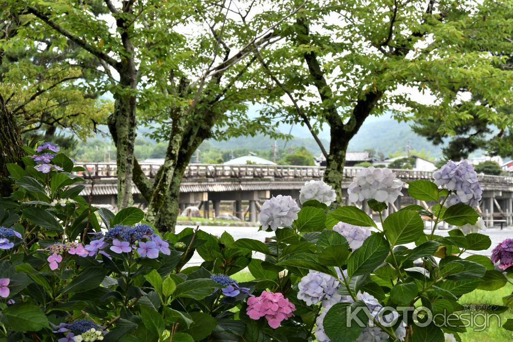 紫陽花と渡月橋