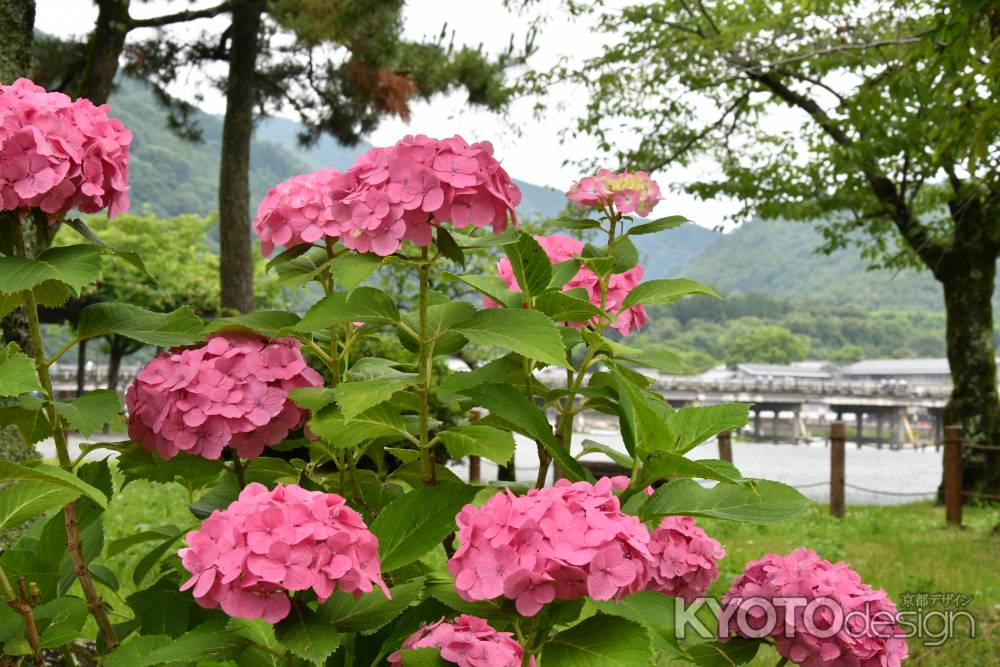 ピンクの紫陽花と渡月橋