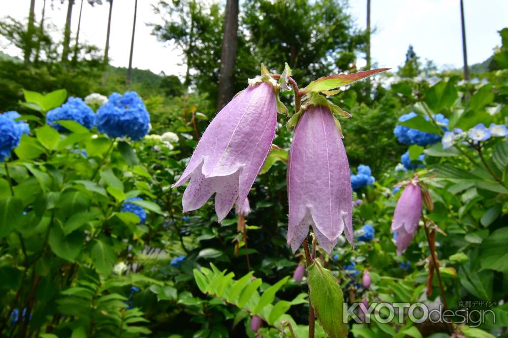 紫陽花苑に咲くホタルブクロ(ツリガネソウ）