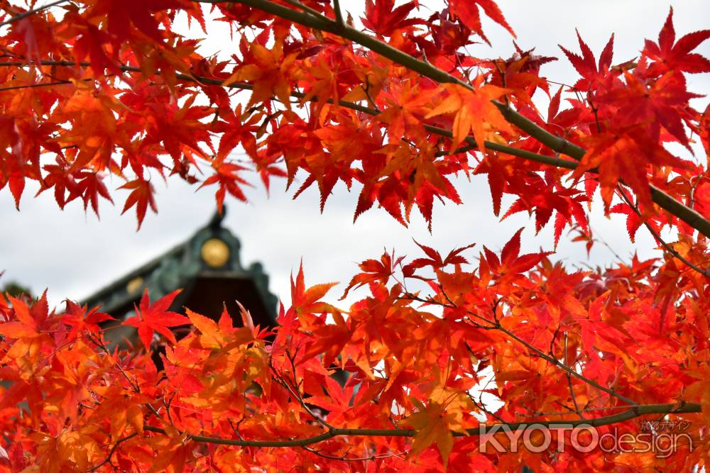 真っ赤に燃える紅葉