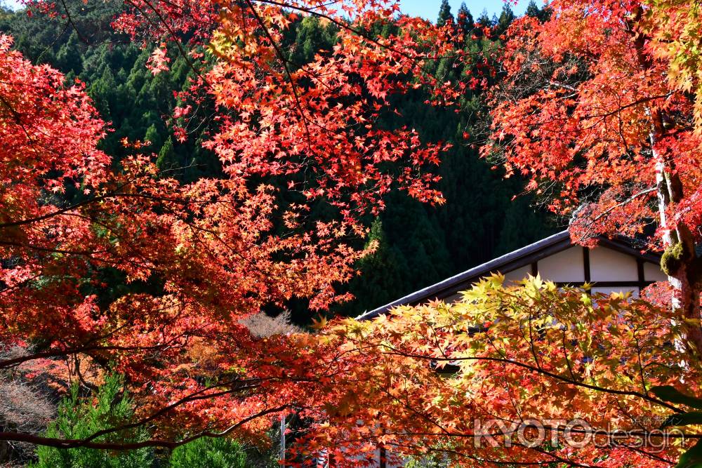 北山杉を背景に赤く燃ゆる紅葉