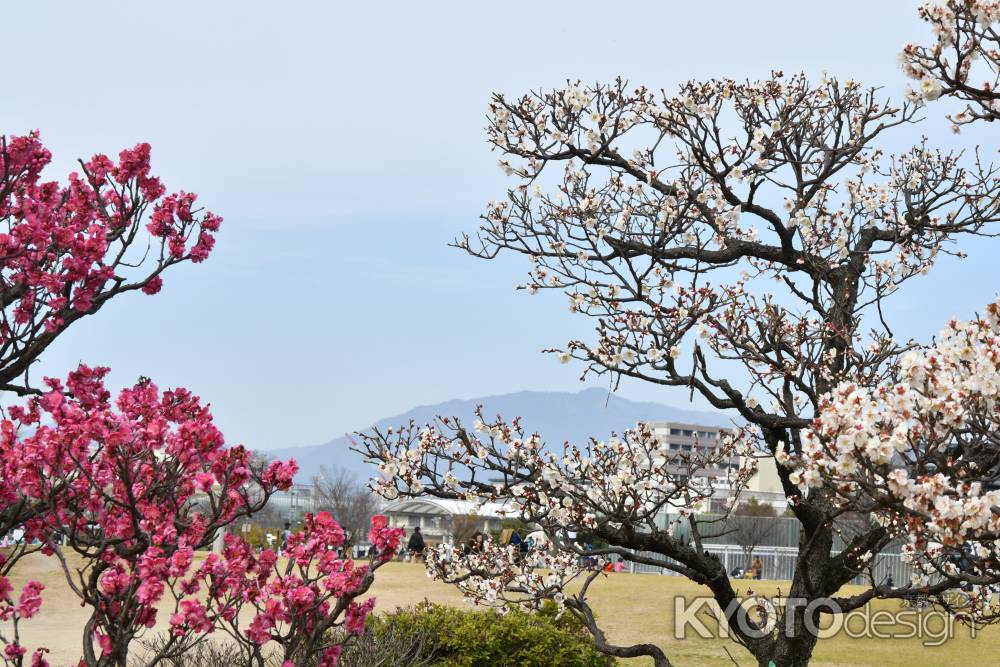 梅小路公園の梅