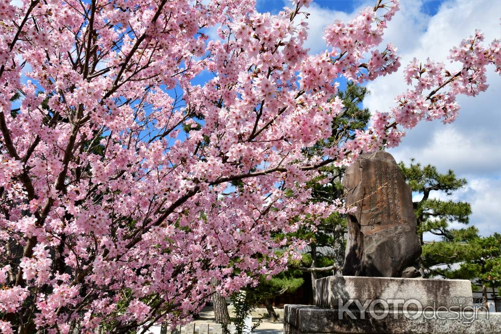 桜　百萬遍知恩寺1