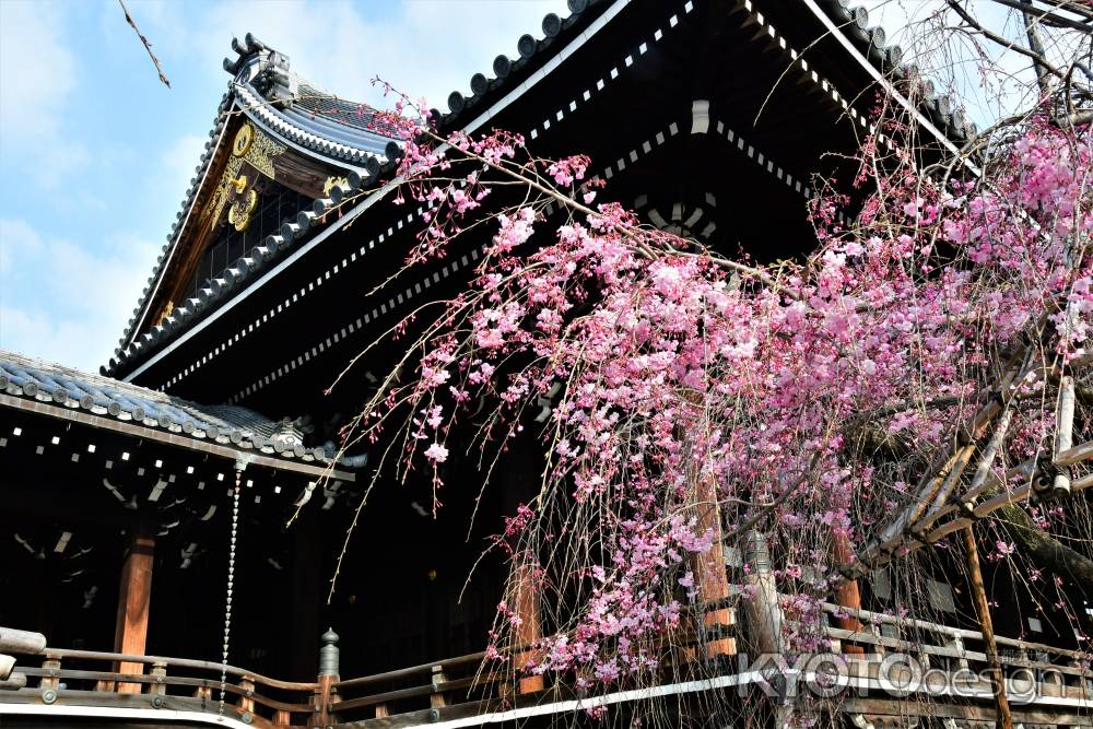 枝垂れ桜　仏光寺