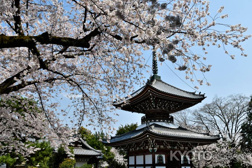 多宝塔と桜