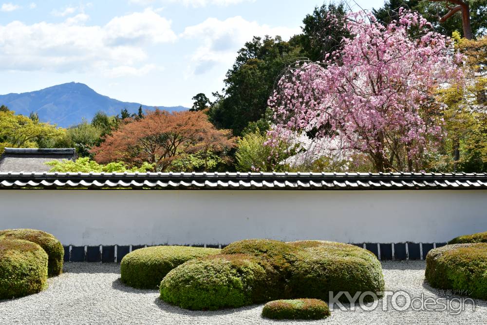 桜　正伝禅寺