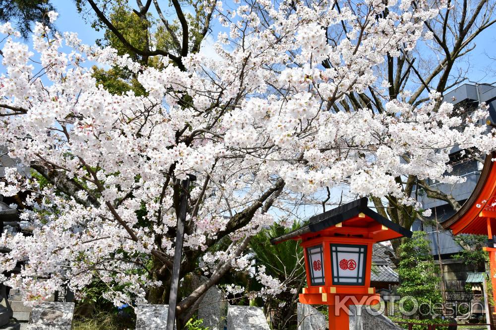 桜　安井金比羅宮