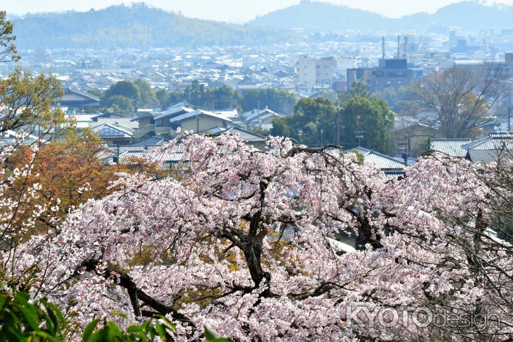 眼下の桜