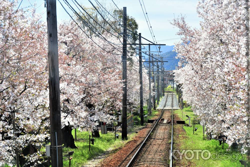 桜のトンネル