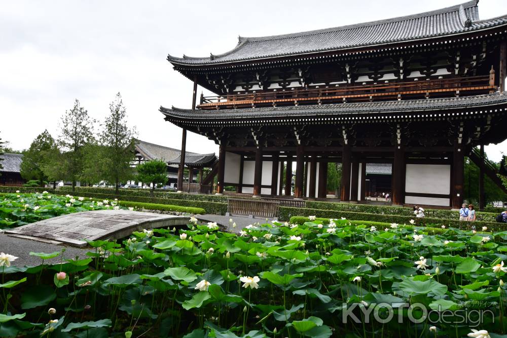 蓮　東福寺