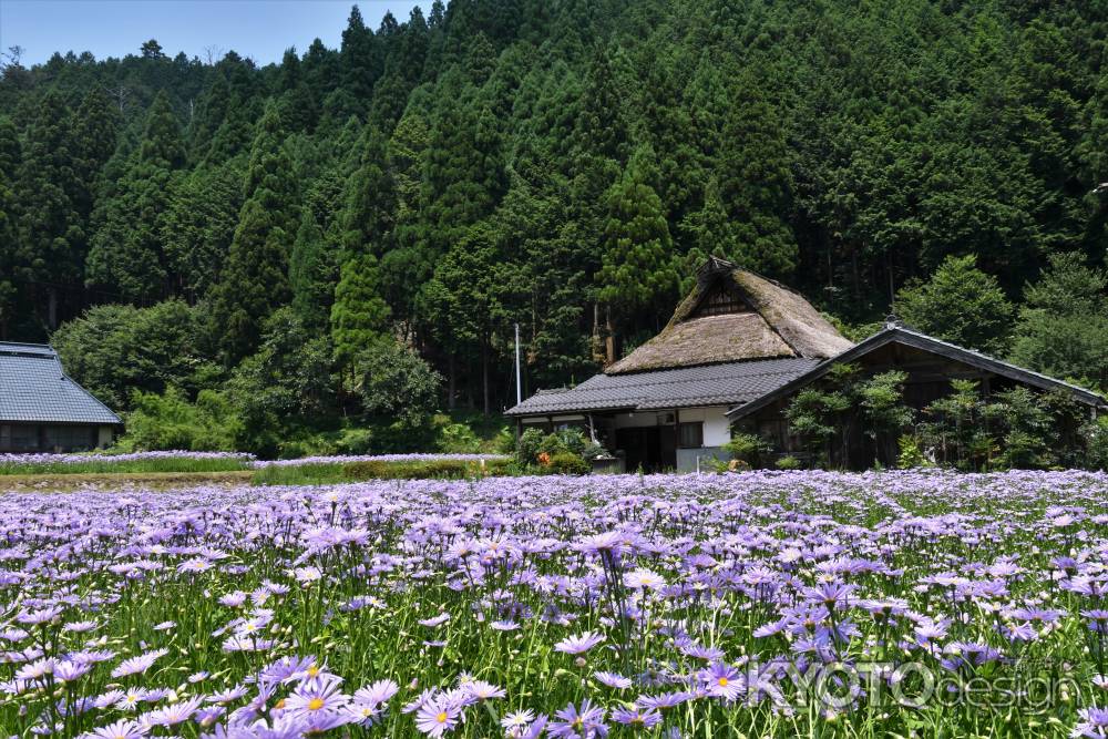 北山友禅菊　久多地域