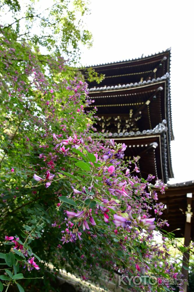 萩