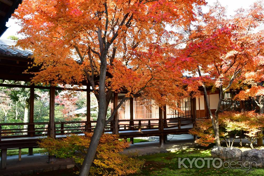 紅葉2　建仁寺