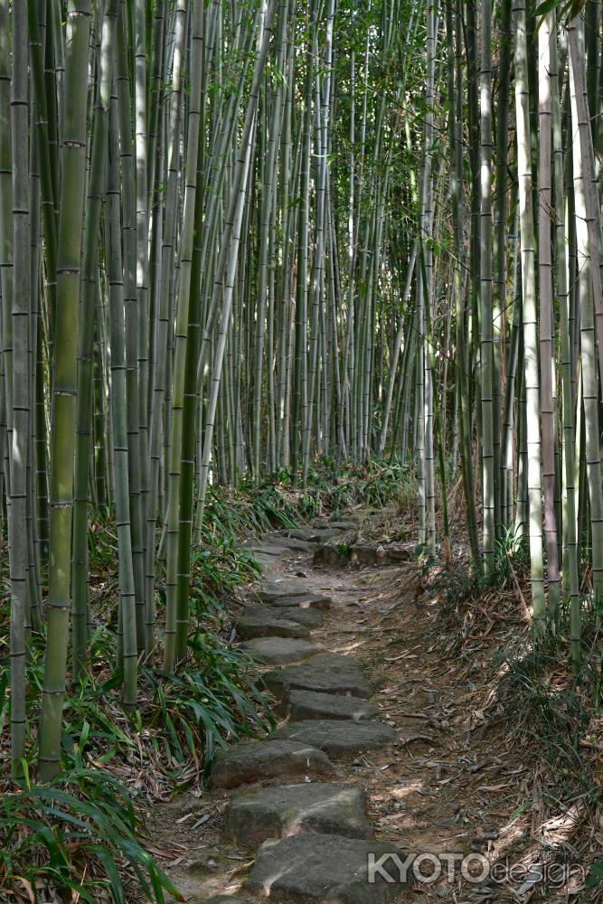 竹林の小径