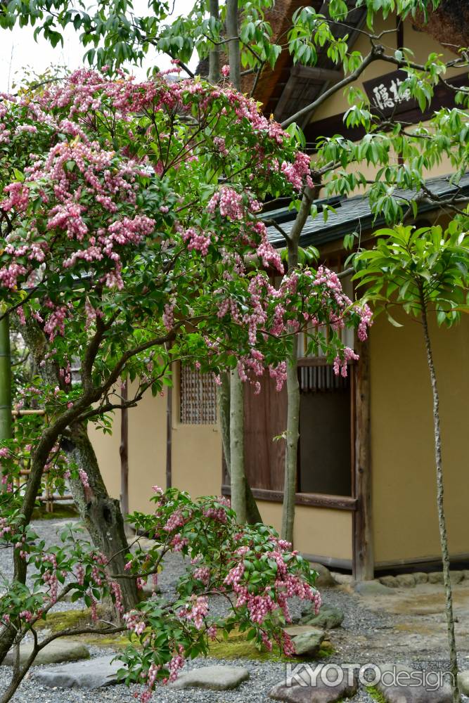 茶室前の馬酔木