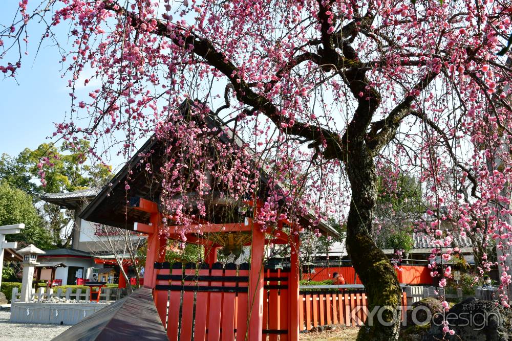 車折神社の枝垂れ梅