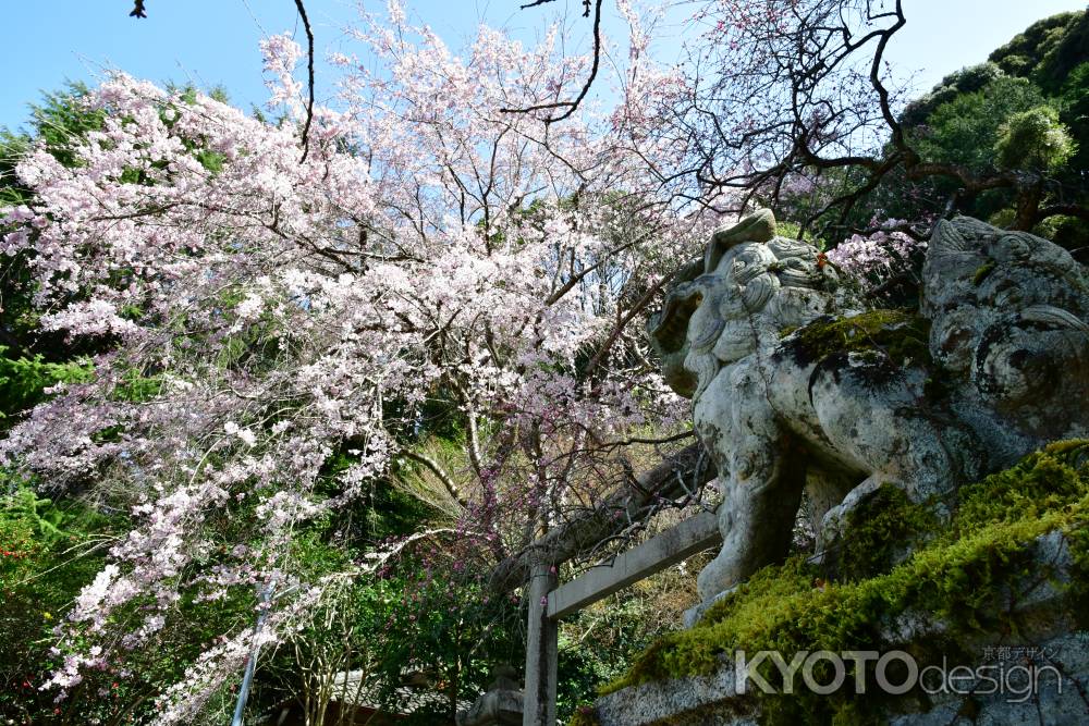 狛犬が見上げる枝垂れ桜