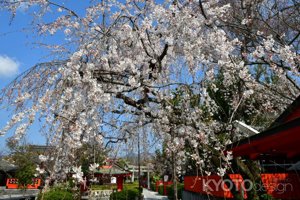 車折神社の渓山桜