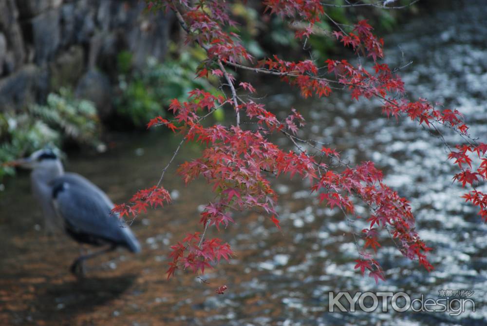 鷺と紅葉