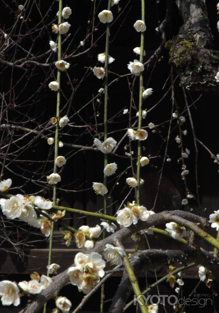 思いおこせよ梅の花