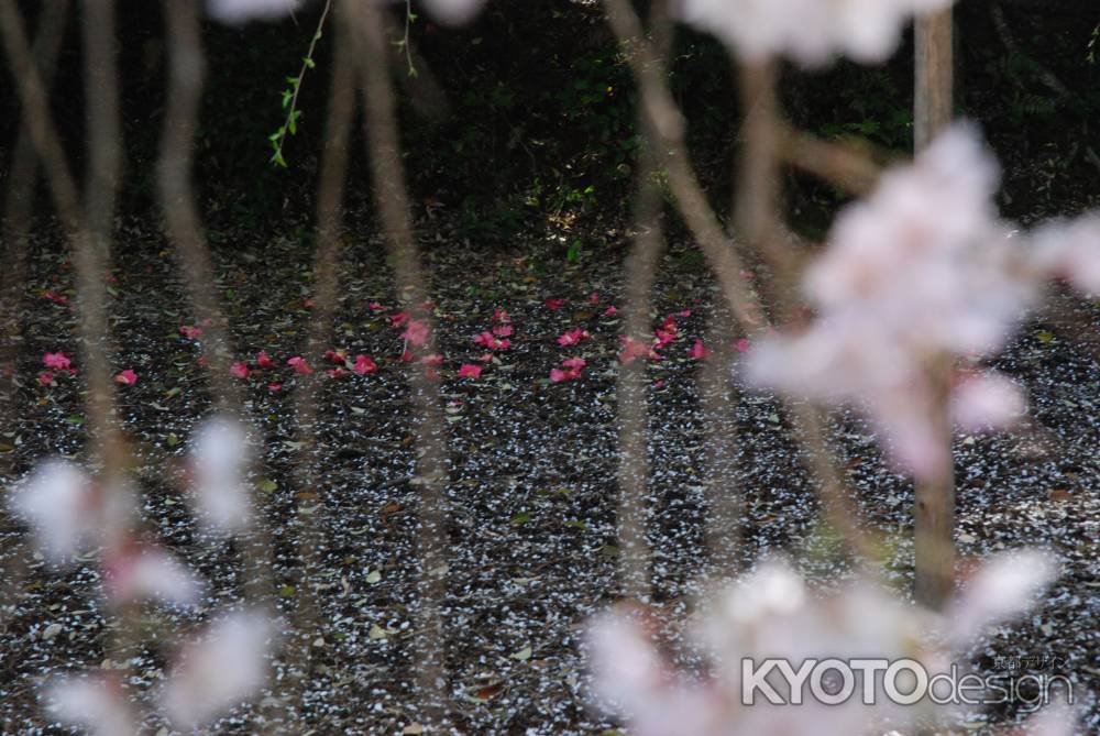 桜の陰で