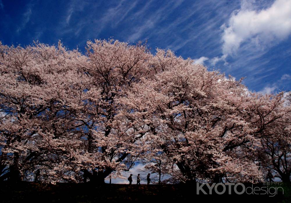 桜隧道