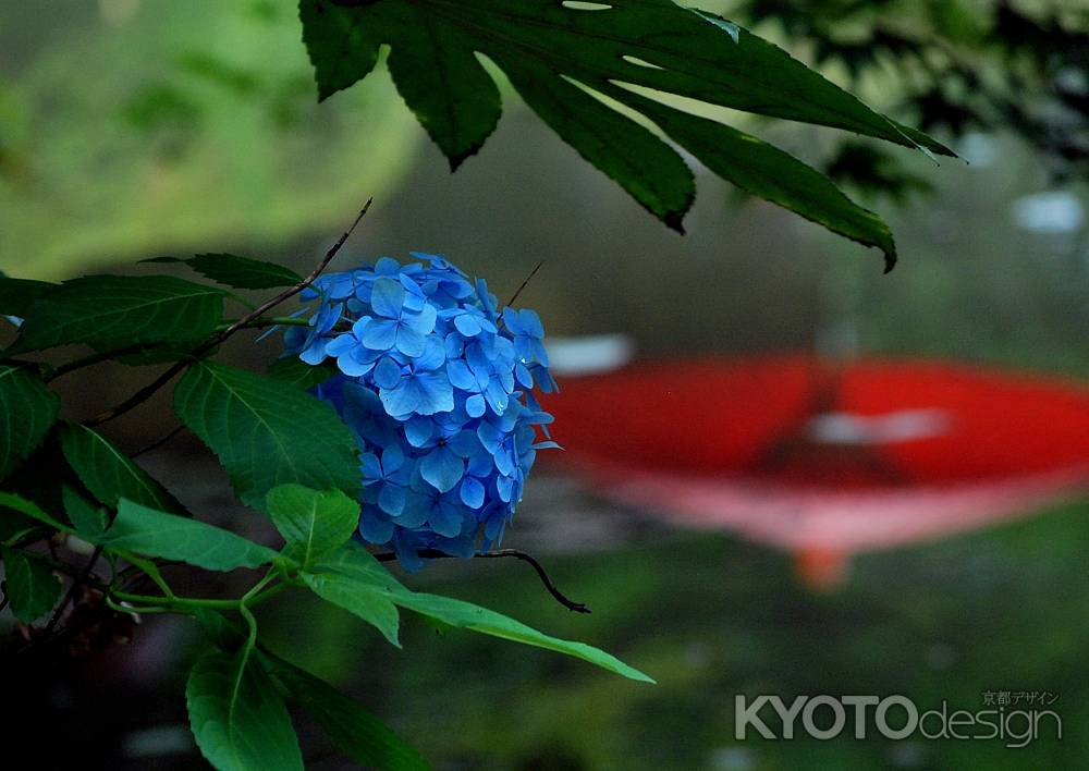 梅雨の晴れ間に