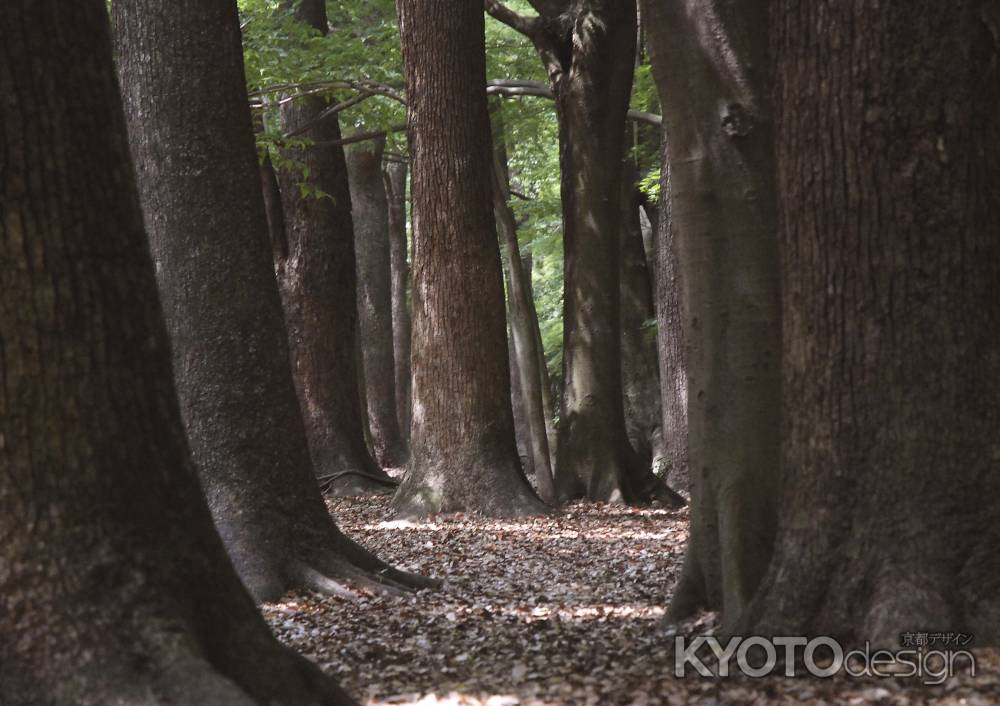 心霊の森