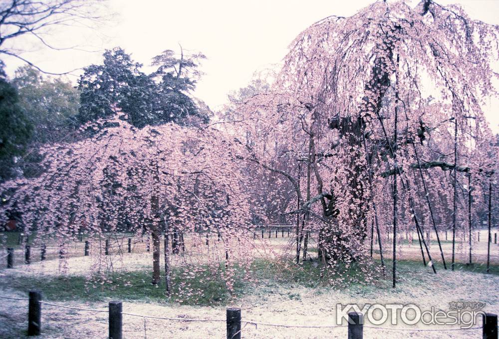 春雪-1