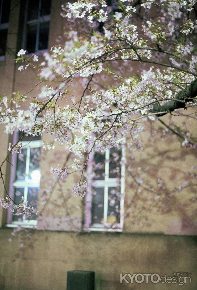 夜桜'10-1