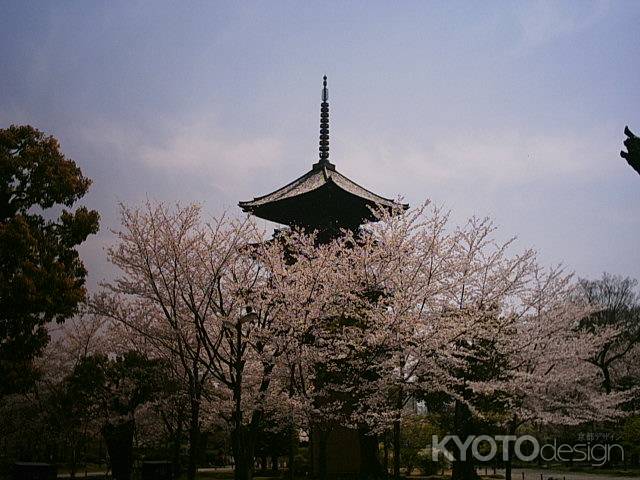 東寺　桜と五重塔