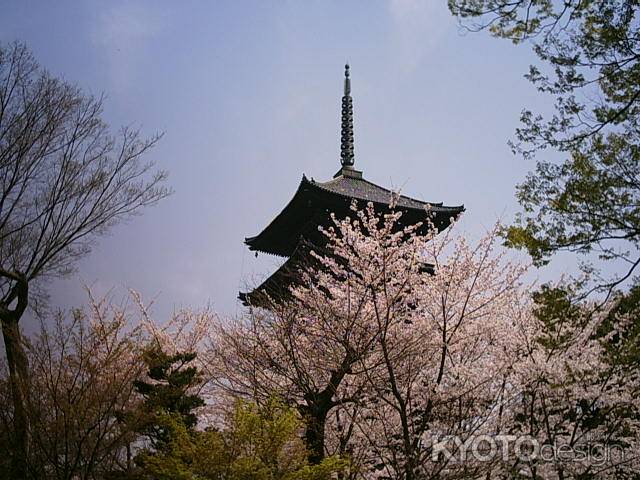 五重塔と桜