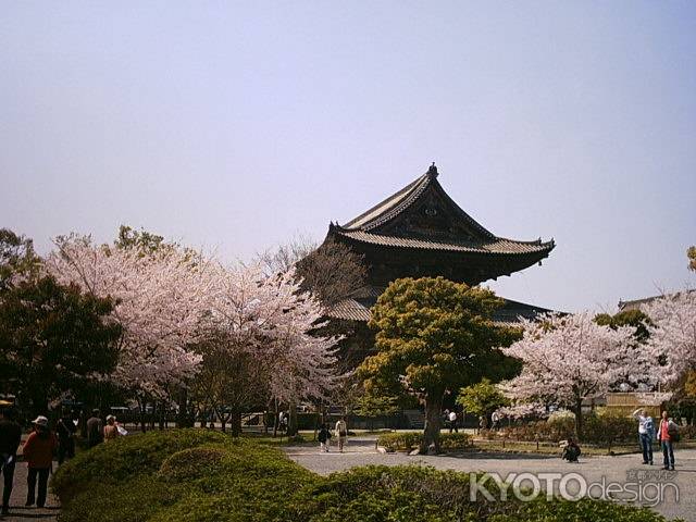 東寺　桜と金堂