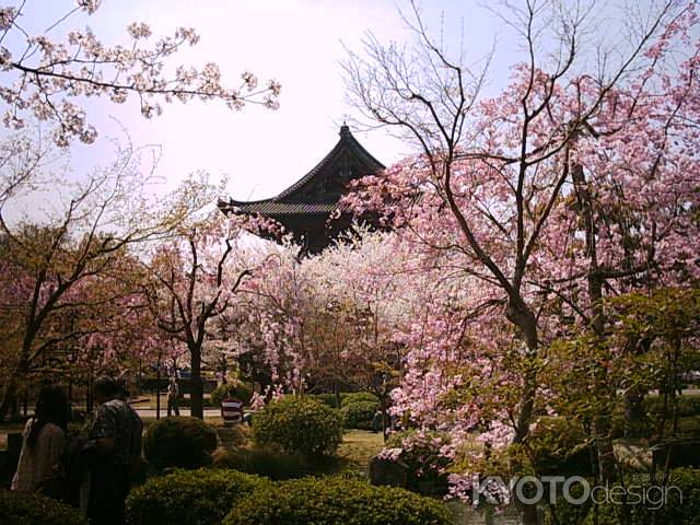 春の東寺　金堂