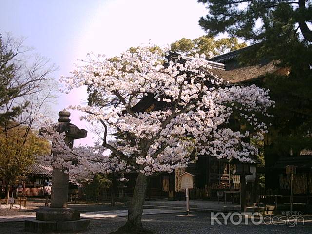 豊国神社　唐門前の桜