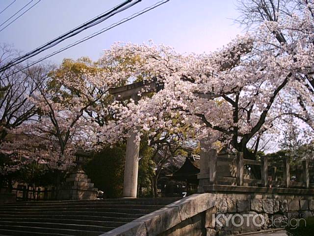 豊国神社　鳥居と桜