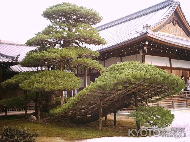 鹿苑寺の松