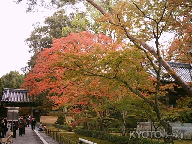 鹿苑寺参道の紅葉