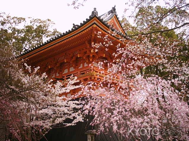 春の仁和寺　鐘楼