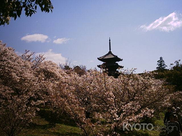 仁和寺　御室桜と五重塔