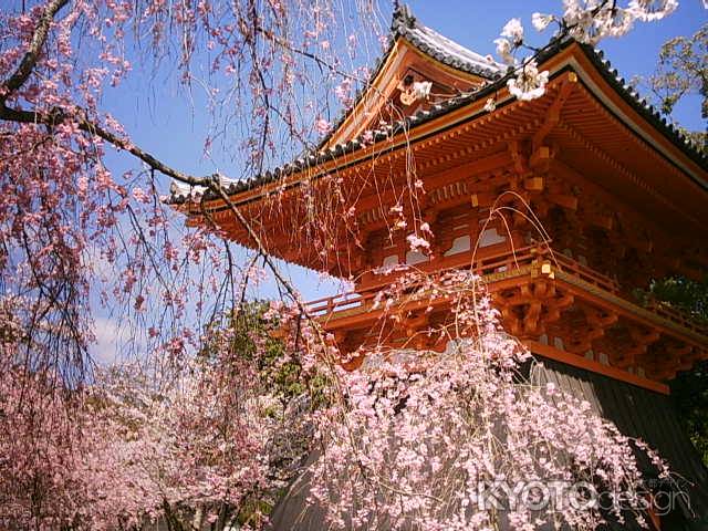 仁和寺　鐘楼と枝垂桜