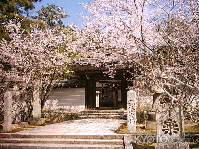 仁和寺の桜