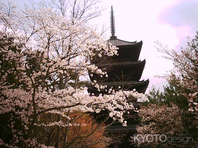 仁和寺　桜と五重塔