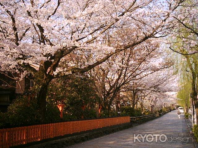 桜の通り道