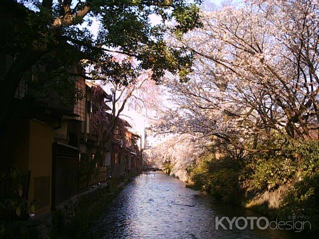 祇園白川の桜