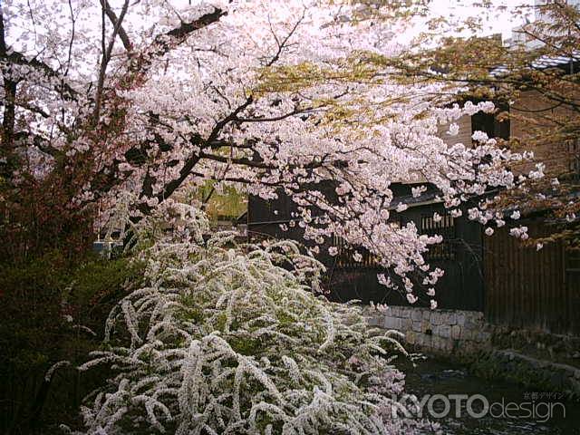 川沿いの桜